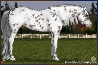 Horse Color:Brown Sabino 