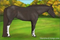 Horse Color:Liver Chestnut