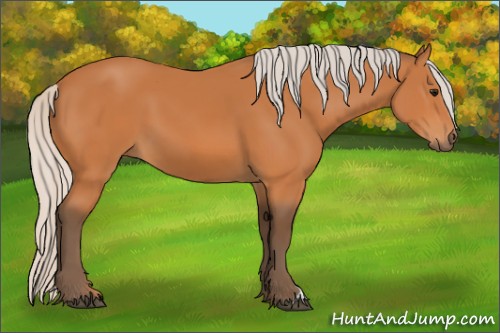 Horse Color:Silver Bay 