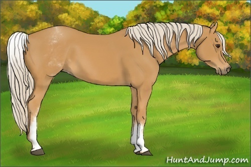 Horse Color:White Spotted Palomino 