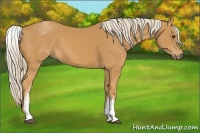 Horse Color:White Spotted Palomino 