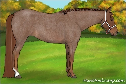Horse Color:Red Roan Tobiano Rabicano