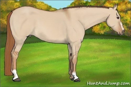 Horse Color:Red Dun Sabino 