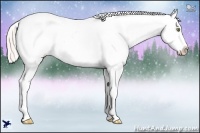Horse Color:Silver Classic Champagne Dun Splash Appaloosa 
