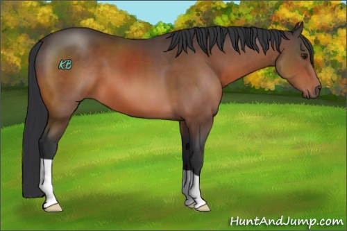 Horse Color:Brown 