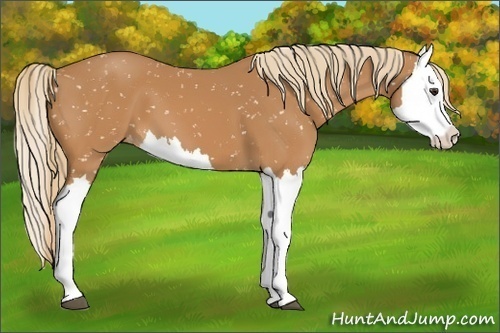 Horse Color:Chestnut Splash Snowflake Varnish