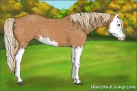 Horse Color:Chestnut Splash Snowflake Varnish