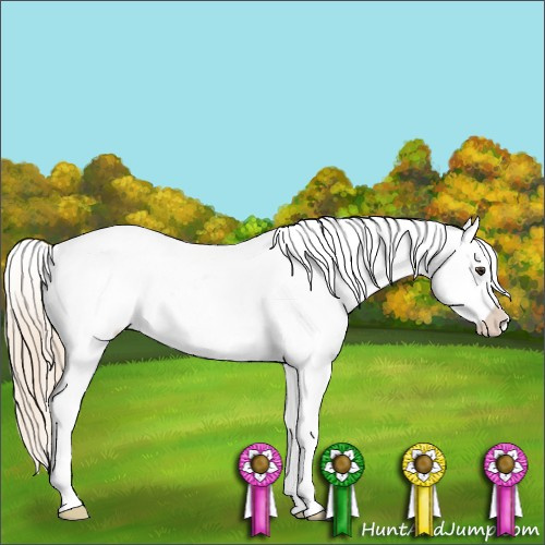 Horse Color:Chestnut Splash Appaloosa 