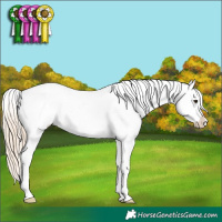 Horse Color:Chestnut Splash Appaloosa 