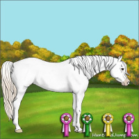 Horse Color:Chestnut Splash Appaloosa 