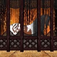 Horse Color:Bay Tobiano Appaloosa 