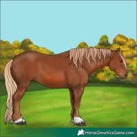 Horse Color:Chestnut 