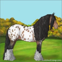 Horse Color:Brown Appaloosa 