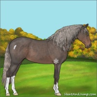Horse Color:Silver Blue Roan 