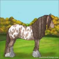 Horse Color:Black Pearl Appaloosa 
