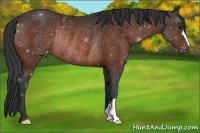 Horse Color:Brown Appaloosa Rabicano