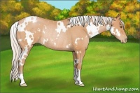 Horse Color:White Spotted Silver Bay Pearl Rabicano 