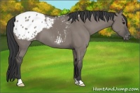 Horse Color:Grullo Appaloosa 