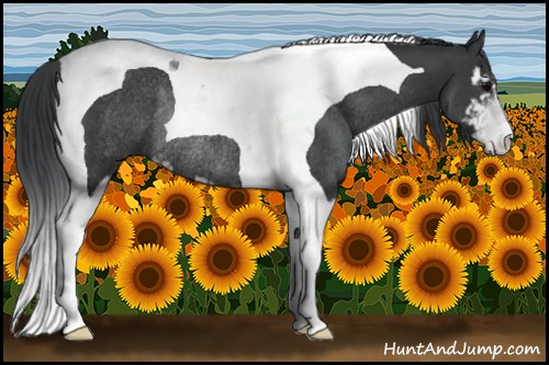 Horse Color:Black Sabino Tobiano Rabicano