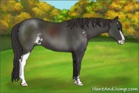 Horse Color:Smoky Black Sabino