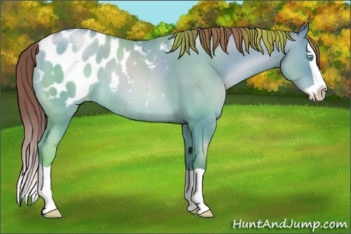 Horse Color:Chocolate Buckskin Pearl Dun Splash Blanket Rabicano