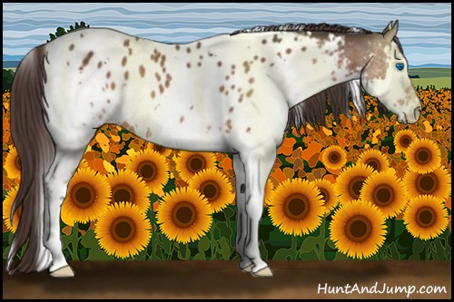 Horse Color:White Spotted Brown Splash Appaloosa Rabicano 