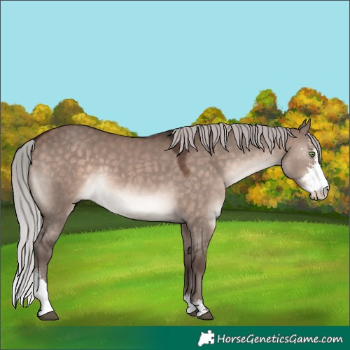 Horse Color:Silver Brown Dun Mushroom Sabino 