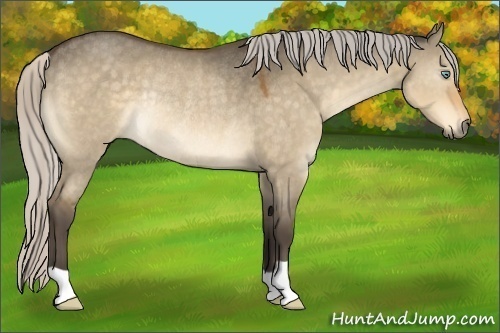 Horse Color:Silver Buckskin Dun Rabicano 