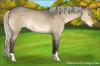 Horse Color:Silver Buckskin Dun Rabicano 