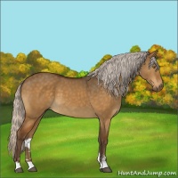 Horse Color:Silver Buckskin Dun Sabino
