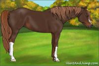 Horse Color:Gray Chestnut 