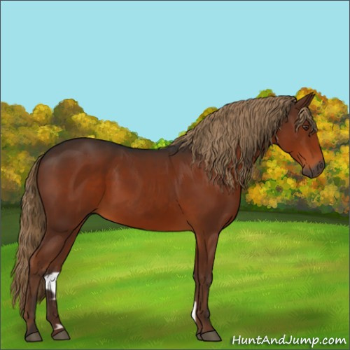 Horse Color:Gray Liver Chestnut 