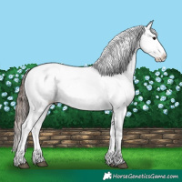 Horse Color:White Spotted Grullo Appaloosa 