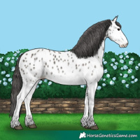 Horse Color:White Spotted Grullo Appaloosa 