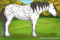 Horse Color:Grullo Splash Near Leopard 