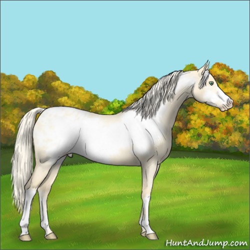 Horse Color:Gold Cream Champagne Roan Dun Frame Appaloosa 