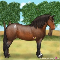 Horse Color:Buckskin Appaloosa 