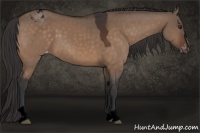 Horse Color:Void Brown Dun Sabino Appaloosa 