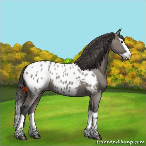 Horse Color:Grullo Splash Appaloosa 