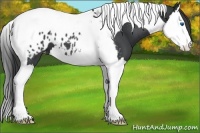 Horse Color:Black Splash Tobiano Appaloosa 