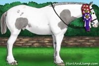 Horse Color:Grullo Roan Splash Tobiano Appaloosa