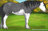 Horse Color:Blue Roan Splash Appaloosa