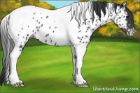 Horse Color:Black Tobiano Appaloosa 