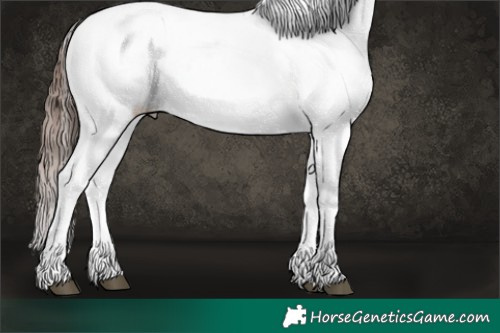 Horse Color:Liver Chestnut Sabino Splash Appaloosa 