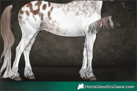 Horse Color:Liver Chestnut Sabino Splash Appaloosa