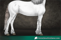 Horse Color:Liver Chestnut Sabino Splash Appaloosa