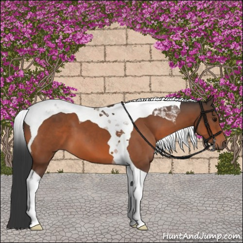 Horse Color:Bay Tobiano 