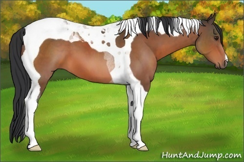 Horse Color:Brown Tobiano 