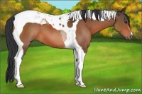 Horse Color:Brown Tobiano 