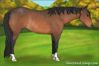 Horse Color:Bay Rabicano 